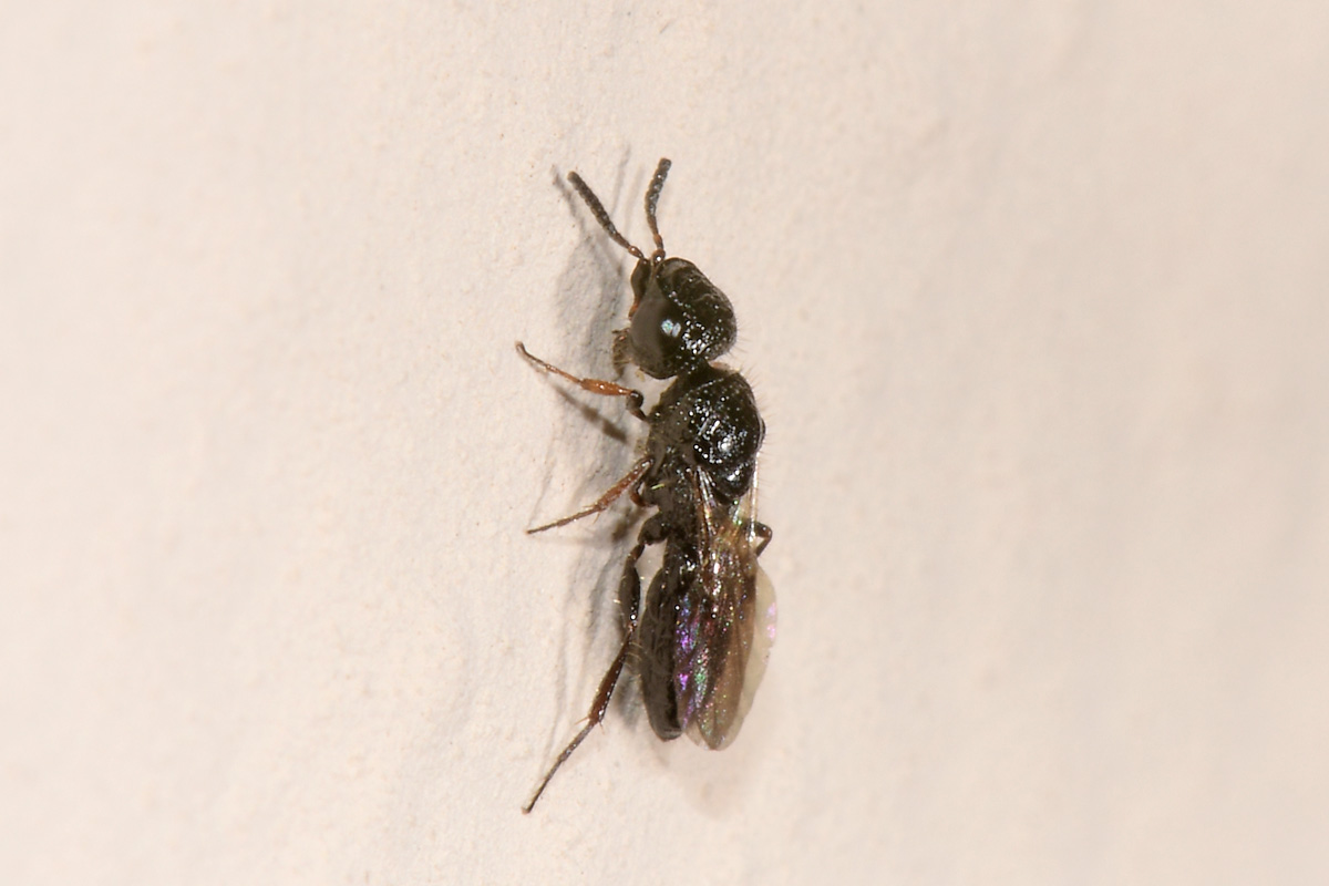 Scelionidae: Sparasion sp?